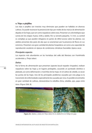 40
MANEJO INTEGRADO DE LAS PLAGAS DE INSECTOS EN HORTALIZAS
v. Trips o piojillos
Los trips o piojillos son insectos muy diminutos que pueden ser hallados en diversos
cultivos. Se puede reconocer la presencia de trips por medio de las marcas de alimentación
dejadas en las hojas, que son como raspaduras sobre estas. Presentan un ciclo biológico que
consta de tres etapas: huevo, ninfa y adulto. Por su tamaño pequeño, 1.5 mm, su control
es complejo ya que pueden refugiarse en partes de difícil acceso sobre las plantas. Los
adultos presentan dos pares de alas que se caracterizan por la presencia de flecos en sus
extremos. Presentan una gran cantidad de plantas hospederas así como una capacidad de
reproducción excelente en épocas de condiciones climáticas favorables (época seca).
Principales especies
Las especies más abundantes en las hortalizas del valle del Mantaro son Frankliniella
occidentales y Thrips tabaci.
Daños
Por la forma de alimentación que presentan (aparato bucal raspador chupador), realizan
raspaduras sobre las hojas y en lugares protegidos, causando un punteado clorótico o
plateado, así como deformación o marchitez de las hojas. En el cultivo de cebolla, se secan
las puntas de las hojas. Uno de los principales problemas causados por esta plaga es la
transmisión de enfermedades especialmente las causadas por virus. Es posible encontrarlos
en gran cantidad de cultivos, destacándose la cebollita china, cebollas, ajos, papa entre
otros (Figura 26A, B).
Figura 26. Adultos y daños de Thrips tabaci A) en cebolla B) en el follaje de papa
BA
 