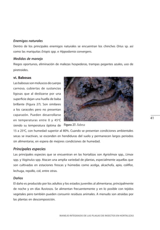 41
MANEJO INTEGRADO DE LAS PLAGAS DE INSECTOS EN HORTALIZAS
Enemigos naturales
Dentro de los principales enemigos naturales se encuentran los chinches Orius sp. así
como las mariquitas Eriopis spp. e Hippodamia convergens.
Medidas de manejo
Riegos oportunos, eliminación de malezas hospederas, trampas pegantes azules, uso de
piretroides.
vi. Babosas
Lasbabosassonmoluscosdecuerpo
carnoso, cubiertas de sustancias
ligosas que al deslizarse por una
superficie dejan una huella de baba
brillante (Figura 27). Son similares
a los caracoles pero no presentan
caparazón. Pueden desarrollarse
en temperaturas entre 0 y 45o
C
siendo su temperatura óptima de
15 a 25o
C, con humedad superior al 80%. Cuando se presentan condiciones ambientales
secas se inactivan, se esconden en hendiduras del suelo y permanecen largos periodos
sin alimentarse, en espera de mejores condiciones de humedad.
Principales especies
Las principales especies que se encuentran en las hortalizas son Agriolimax spp., Limax
spp. y Vaginulus spp. Atacan una amplia variedad de plantas, especialmente aquellas que
son cultivadas en estaciones frescas y húmedas como acelga, alcachofa, apio, coliflor,
lechuga, repollo, col, entre otras.
Figura 27. Babosa
Daños
El daño es producido por los adultos y los estados juveniles al alimentarse, principalmente
de noche y en días lluviosos. Se alimentan frecuentemente y en lo posible con tejidos
vegetales pero también pueden consumir residuos animales. A menudo son atraídas por
las plantas en descomposición.
 