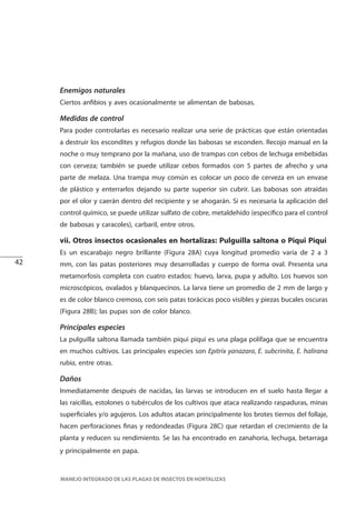 42
MANEJO INTEGRADO DE LAS PLAGAS DE INSECTOS EN HORTALIZAS
Enemigos naturales
Ciertos anfibios y aves ocasionalmente se alimentan de babosas.
Medidas de control
Para poder controlarlas es necesario realizar una serie de prácticas que están orientadas
a destruir los escondites y refugios donde las babosas se esconden. Recojo manual en la
noche o muy temprano por la mañana, uso de trampas con cebos de lechuga embebidas
con cerveza; también se puede utilizar cebos formados con 5 partes de afrecho y una
parte de melaza. Una trampa muy común es colocar un poco de cerveza en un envase
de plástico y enterrarlos dejando su parte superior sin cubrir. Las babosas son atraídas
por el olor y caerán dentro del recipiente y se ahogarán. Si es necesaria la aplicación del
control químico, se puede utilizar sulfato de cobre, metaldehido (específico para el control
de babosas y caracoles), carbaril, entre otros.
vii. Otros insectos ocasionales en hortalizas: Pulguilla saltona o Piqui Piqui
Es un escarabajo negro brillante (Figura 28A) cuya longitud promedio varía de 2 a 3
mm, con las patas posteriores muy desarrolladas y cuerpo de forma oval. Presenta una
metamorfosis completa con cuatro estados: huevo, larva, pupa y adulto. Los huevos son
microscópicos, ovalados y blanquecinos. La larva tiene un promedio de 2 mm de largo y
es de color blanco cremoso, con seis patas torácicas poco visibles y piezas bucales oscuras
(Figura 28B); las pupas son de color blanco.
Principales especies
La pulguilla saltona llamada también piqui piqui es una plaga polífaga que se encuentra
en muchos cultivos. Las principales especies son Epitrix yanazara, E. subcrinita, E. halirana
rubia, entre otras.
Daños
Inmediatamente después de nacidas, las larvas se introducen en el suelo hasta llegar a
las raicillas, estolones o tubérculos de los cultivos que ataca realizando raspaduras, minas
superficiales y/o agujeros. Los adultos atacan principalmente los brotes tiernos del follaje,
hacen perforaciones finas y redondeadas (Figura 28C) que retardan el crecimiento de la
planta y reducen su rendimiento. Se las ha encontrado en zanahoria, lechuga, betarraga
y principalmente en papa.
 