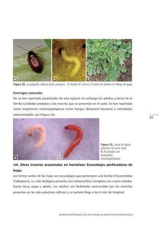 43
MANEJO INTEGRADO DE LAS PLAGAS DE INSECTOS EN HORTALIZAS
Figura 28. La pulguilla saltona Epitix yanazara . A) Adulto B) Larva y C) Daño de adultos en follaje de papa
Enemigos naturales
No se han reportado parasitoides de esta especie sin embargo los adultos y larvas de la
familia Carabidae predatan a los insectos que se presentan en el suelo. Se han reportado
varios organismos entomopatógenos como hongos (Beauveria bassiana) y nematodos
(Heterorhabditis sp.) (Figura 29).
Figura 29. Larva de Epitrix
yanazara A) Larva sana
B) Parasitada con
nematodos
entomopatógenos
BA C
viii. Otros insectos ocasionales en hortalizas: Escarabajos perforadores de
hojas
Los loritos verdes de las hojas son escarabajos que pertenecen a la familia Chrysomelidae
(Coleoptera), su ciclo biológico presenta una metamorfosis completa con cuatro estados:
huevo larva, pupa y adulto. Los adultos son fácilmente reconocibles por las manchas
presentes en las alas anteriores (élitros) y su tamaño llega a los 6 mm de longitud.
BA
 