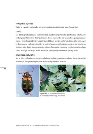 44
MANEJO INTEGRADO DE LAS PLAGAS DE INSECTOS EN HORTALIZAS
Figura 30. A) Adulto de Diabrotica sp.
B) Daños de Diabrotica spp. en camote
Principales especies
Todas la especies registradas pertenecen al género Diabrotica spp. (Figura 30A).
Daños
Los daños producidos por Diabrotica spp. pueden ser generados por larvas y adultos, sin
embargo son fácilmente distinguibles los daños producidos por los adultos, porque causan
huecos irregulares sobre las hojas (Figura 30B), en cambio las larvas atacan a las raíces, y si
el daño ocurre en la germinación, al abrirse las primeras hojas presentarán perforaciones
similares a los daños que generan los adultos. Se pueden encontrar en diferentes hortalizas
como lechuga, betarraga, nabo, espinaca, pero principalmente en papa y maíz.
Enemigos naturales
No se han evaluado muchos controladores biológicos para esta plaga, sin embargo, las
arañas son un agente importante de control para estos insectos.
B
A
 