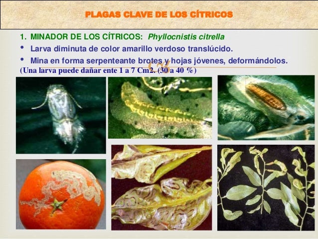 ï‚–
1. MINADOR DE LOS CÃTRICOS: Phyllocnistis citrella
â€¢ Larva diminuta de color amarillo verdoso translÃºcido.
â€¢ Mina en for...