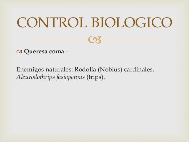 ï‚–
ï‚™ Queresa coma.-
Enemigos naturales: RodolÃ­a (Nobius) cardinales,
Aleurodothrips fasiapennis (trips).
CONTROL BIOLOGICO
 