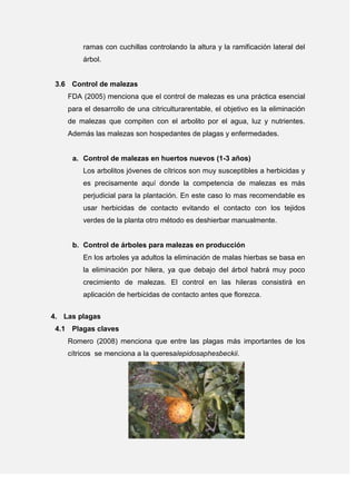 ramas con cuchillas controlando la altura y la ramificación lateral del
árbol.
3.6 Control de malezas
FDA (2005) menciona que el control de malezas es una práctica esencial
para el desarrollo de una citriculturarentable, el objetivo es la eliminación
de malezas que compiten con el arbolito por el agua, luz y nutrientes.
Además las malezas son hospedantes de plagas y enfermedades.
a. Control de malezas en huertos nuevos (1-3 años)
Los arbolitos jóvenes de cítricos son muy susceptibles a herbicidas y
es precisamente aquí donde la competencia de malezas es más
perjudicial para la plantación. En este caso lo mas recomendable es
usar herbicidas de contacto evitando el contacto con los tejidos
verdes de la planta otro método es deshierbar manualmente.
b. Control de árboles para malezas en producción
En los arboles ya adultos la eliminación de malas hierbas se basa en
la eliminación por hilera, ya que debajo del árbol habrá muy poco
crecimiento de malezas. El control en las hileras consistirá en
aplicación de herbicidas de contacto antes que florezca.
4. Las plagas
4.1 Plagas claves
Romero (2008) menciona que entre las plagas más importantes de los
cítricos se menciona a la queresalepidosaphesbeckii.
 