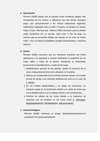 a. Descripción
Romero (2008) añade que la queresa coma constituya plagas mas
importantes de los cítricos, a diferencia que las demás queresas
ataca casi exclusivamente a los cítricos habiéndose registrado
habiéndose registrado solo en palto e higuera, se localiza en ramas,
hojas y frutos. Mientras que Villalva (1995) menciona que los adultos
están recubiertos por un escudo, mide unos 3 mm de largo. La
hembra que se encuentra debajo del escudo es de color el macho
mide 1 mm y es blanco-amarillento conalas transparentes y manchas
púrpura.
b. Daños
Romero (2008) menciona que los individuos presenta una fuerte
adherencia a la superficie e invaden fácilmente la superficie de los
frutos tallos y hojas de la planta, impidiendo la fotosíntesis
provocando el amarillamiento y caída de las hojas.
1. Debilitamiento general de las plantas, debido al consumo de la
savia independientemente de la ubicación en la planta.
2. Retraso en el desarrollo de los arboles jóvenes debido a la muerte
parcial de ramas y por intensas defoliaciones como en el caso de
L. beccki.
3. En los frutales desarrollados y en etapa de producción, se
producen bajas en el rendimiento debido a la caída de frutos sea
por el debilitamiento o por el ataque directo a los rendimientos.
4. Pérdida de calidad de los frutos debido a la presencia de
queresas que se localizan en los frutos como S. articulatus,
lepidosaphesbeckii, hemiberlesiasp, planococcuscitri..
c. Control biológico
Romero (2008) menciona al avispa Aphytislepidosaphescomo
parasitismo de lepidosaphesbeckii
 