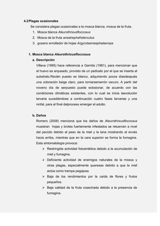 4.2Plagas ocasionales
Se considera plagas ocasionales a la mosca blanca, mosca de la fruta.
1. Mosca blanca Aleurothrixusfloccosus
2. Mosca de la fruta anastrephafraterculus
3. gusano enrollador de hojas Argyrotaeniasphalaeropa
1. Mosca blanca Aleurothrixusfloccosus
a. Descripción
Villava (1995) hace referencia a Garrido (1981), para mencionar que
el huevo es arqueado, provisto de un pedicelo por el que se inserta al
substrato.Recién puesto es blanco, adquiriendo pocos díasdespués
una coloración beige claro, para tornarsemarrón oscuro. A partir del
noveno día de serpuesto puede eclosionar, de acuerdo con las
condiciones climáticas existentes, con lo cual se inicia laevolución
larvaria sucediéndose a continuación cuatro fases larvarias y una
ninfal, para al final delproceso emerger el adulto.
b. Daños
Romero (2008) menciona que los daños de Aleurothrixusfloccosus
muestran hojas y brotes fuertemente infestados se retuercen a nivel
del peciolo debido al peso de la miel y la lana mostrando el envés
hacia arriba, mientras que en la cara superior se forma la fumagina.
Esta sintomatología provoca:
 Restringida actividad fotosintética debido a la acumulación de
miel y fumagina.
 Deficiente actividad de enemigos naturales de la mosca y
otras plagas, especialmente queresas debido a que la miel
actúa como trampa pegajosa.
 Baja de los rendimientos por la caída de flores y frutos
pequeños.
 Baja calidad de la fruta cosechada debido a la presencia de
fumagina.
 