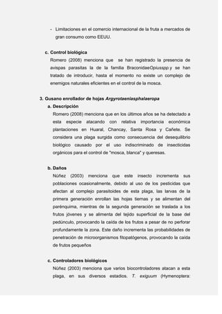 - Limitaciones en el comercio internacional de la fruta a mercados de
gran consumo como EEUU.
c. Control biológica
Romero (2008) menciona que se han registrado la presencia de
avispas parasitas la de la familia BraconidaeOpiusspp.y se han
tratado de introducir, hasta el momento no existe un complejo de
enemigos naturales eficientes en el control de la mosca.
3. Gusano enrollador de hojas Argyrotaeniasphalaeropa
a. Descripción
Romero (2008) menciona que en los últimos años se ha detectado a
esta especie atacando con relativa importancia económica
plantaciones en Huaral, Chancay, Santa Rosa y Cañete. Se
considera una plaga surgida como consecuencia del desequilibrio
biológico causado por el uso indiscriminado de insecticidas
orgánicos para el control de "mosca, blanca" y queresas.
b. Daños
Núñez (2003) menciona que este insecto incrementa sus
poblaciones ocasionalmente, debido al uso de los pesticidas que
afectan al complejo parasitoides de esta plaga, las larvas de la
primera generación enrollan las hojas tiernas y se alimentan del
parénquima, mientras de la segunda generación se traslada a los
frutos jóvenes y se alimenta del tejido superficial de la base del
pedúnculo, provocando la caída de los frutos a pesar de no perforar
profundamente la zona. Este daño incrementa las probabilidades de
penetración de microorganismos fitopatógenos, provocando la caída
de frutos pequeños
c. Controladores biológicos
Núñez (2003) menciona que varios biocontroladores atacan a esta
plaga, en sus diversos estadios. T. exiguum (Hymenoptera:
 