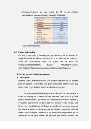 Trichogrammatidae) es una avispa de 0.5 mm.de longitud
parasitoide de huevos del gusano pegador de la hoja.
Fuente: Núñez (2003)
4.3 Plagas potenciales
En este grupo están la mayoría de los insectos y se encuentran en
bajas cantidades sin afectar ni la cantidad ni la calidad de las cosechas.
Entre las poblaciones bajas se puede ver al perro del
naranjopapiliopaeonpaeon, pulgones Aphytislepidosaphes,
Aphytisroseni, Aspidiotiphaguscitrinus, Melaleucopisortheziavora
1. Perro del naranjo papiliopaeonpaeon
a. Descripción
Romero (2008) menciona que es una especie frecuente en los cítricos
pero en general se considera una plaga secundaria debido a que sus
daños raras veces llegan a tener importancia económica.
Es una especie oligófaga que ataca a los cítricos y en general a
todas las plantas de la familia de las rutaceas como la ruda y otras
plantas ornamentales.Los adultos son mariposas de hábitos diurnos y
ovipositan aisladamente en las hojas más tiernas de las plantas. Las
larvas son masticadoras de hojas, haciendo al comienzo agujeros
irregulares y luego se alimentan por los bordes respetando solo las
nervaduras principales. Las larvas al ser molestadas proyectan un par de
apéndices de la parte dorsal del protórax por donde exudan una
 