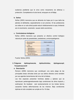 sustancia pestilente que le sirve como mecanismo de defensa o
protección. Completando el ciclo larval, empupan en el follaje.
b. Daños
Núñez (2003) menciona que se alimenta de hojas por lo que daña las
plantas al defoliarlas, especialmente si son jóvenes. Si las poblaciones
son altas en un solo árbol puede reducir drásticamente la copa, limitando
así el crecimiento, raramente causan daño económico.
c. Controladores biológicos
Núñez (2003) menciona que presenta un efectivo control biológico
natural por parte de parasitoides, predadores y entomopatógenos.
Fuente: Núñez (2003)
2. Pulgones Aphisspiraecola, Aphiscitricidus, Aphisgossvpii,
Toxopteraaurantii
a. Descripción
Romero (2008) menciona que constituyen una seria plaga de las
principales áreas citrícolas tanto por sus daños directos como también
por sus agentes transmisores del virus de la tristeza.
Las tres especies presentan hembras aladas y ápteras que se
reproducen partenogeneticamente bajo condiciones de clima tropical y
subtropical. Se localizan casi exclusivamente en los brotes tiernos
causando fuertes deformaciones de los mismos. Bajo condiciones
óptimas el ciclo completo se cumple en 6 a 10 días.
 