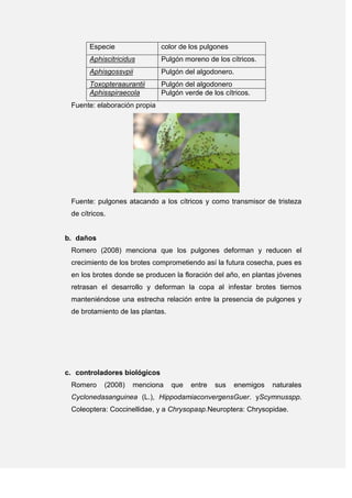 Especie color de los pulgones
Aphiscitricidus Pulgón moreno de los cítricos.
Aphisgossvpii Pulgón del algodonero.
Toxopteraaurantii Pulgón del algodonero
Aphisspiraecola Pulgón verde de los cítricos.
Fuente: elaboración propia
Fuente: pulgones atacando a los cítricos y como transmisor de tristeza
de cítricos.
b. daños
Romero (2008) menciona que los pulgones deforman y reducen el
crecimiento de los brotes comprometiendo así la futura cosecha, pues es
en los brotes donde se producen la floración del año, en plantas jóvenes
retrasan el desarrollo y deforman la copa al infestar brotes tiernos
manteniéndose una estrecha relación entre la presencia de pulgones y
de brotamiento de las plantas.
c. controladores biológicos
Romero (2008) menciona que entre sus enemigos naturales
Cyclonedasanguinea (L.), HippodamiaconvergensGuer. yScymnusspp.
Coleoptera: Coccinellidae, y a Chrysopasp.Neuroptera: Chrysopidae.
 