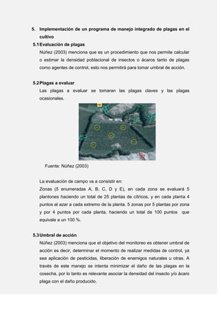 5. Implementación de un programa de manejo integrado de plagas en el
cultivo
5.1Evaluación de plagas
Núñez (2003) menciona que es un procedimiento que nos permite calcular
o estimar la densidad poblacional de insectos o ácaros tanto de plagas
como agentes de control, esto nos permitirá para tomar umbral de acción.
5.2Plagas a evaluar
Las plagas a evaluar se tomaran las plagas claves y las plagas
ocasionales.
Fuente: Núñez (2003)
La evaluación de campo va a consistir en:
Zonas (5 enumeradas A, B, C, D y E), en cada zona se evaluará 5
plantones haciendo un total de 25 plantas de cítricos, y en cada planta 4
puntos al azar a cada extremo de la planta. 5 zonas por 5 plantas por zona
y por 4 puntos por cada planta, haciendo un total de 100 puntos que
equivale a un 100 %.
5.3Umbral de acción
Núñez (2003) menciona que el objetivo del monitoreo es obtener umbral de
acción es decir, determinar el momento de realizar medidas de control, ya
sea aplicación de pesticidas, liberación de enemigos naturales u otras. A
través de este manejo se intenta minimizar el daño de las plagas en la
cosecha, por lo tanto es relevante asociar la densidad del insecto y/o ácaro
plaga con el daño producido.
 