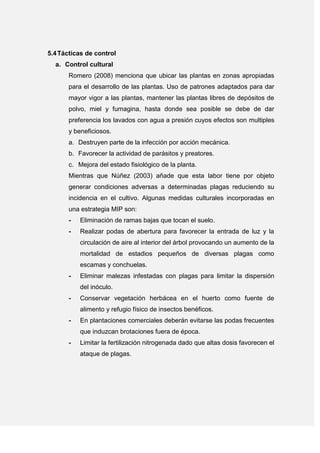 5.4Tácticas de control
a. Control cultural
Romero (2008) menciona que ubicar las plantas en zonas apropiadas
para el desarrollo de las plantas. Uso de patrones adaptados para dar
mayor vigor a las plantas, mantener las plantas libres de depósitos de
polvo, miel y fumagina, hasta donde sea posible se debe de dar
preferencia los lavados con agua a presión cuyos efectos son multiples
y beneficiosos.
a. Destruyen parte de la infección por acción mecánica.
b. Favorecer la actividad de parásitos y preatores.
c. Mejora del estado fisiológico de la planta.
Mientras que Núñez (2003) añade que esta labor tiene por objeto
generar condiciones adversas a determinadas plagas reduciendo su
incidencia en el cultivo. Algunas medidas culturales incorporadas en
una estrategia MIP son:
- Eliminación de ramas bajas que tocan el suelo.
- Realizar podas de abertura para favorecer la entrada de luz y la
circulación de aire al interior del árbol provocando un aumento de la
mortalidad de estadios pequeños de diversas plagas como
escamas y conchuelas.
- Eliminar malezas infestadas con plagas para limitar la dispersión
del inóculo.
- Conservar vegetación herbácea en el huerto como fuente de
alimento y refugio físico de insectos benéficos.
- En plantaciones comerciales deberán evitarse las podas frecuentes
que induzcan brotaciones fuera de época.
- Limitar la fertilización nitrogenada dado que altas dosis favorecen el
ataque de plagas.
 