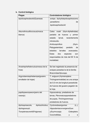 b. Control biológico
Plagas Controladores biológico
lepidosaphesbeckii(Queresas avispa Aphytislepidosaphescomo
parasitismo de
lepidosaphesbeckii
Aleurothrixusfloccosus(mosca
blanca)
Cales noaki (Hym-Aphelinidae)
parásito de huevos y primer
estadio larval, recientemente
introducido.
Amitusspinifera (Hym-
Platygasteridae) parásito de
estadios larvales avanzados.
Estas dos especies son
responsables de más del 90 % de
mortalidad.
Anastrephafraterculus(mosca de la
fruta)
Se han registrado la presencia de
avispas parasitas la de la familia
BraconidaeOpiusspp.
Argyrotaeniasphalaeropa(gusano
enrollador de hojas)
T. exiguum (Hymenoptera:
Trichogrammatidae) es una avispa
de 0.5 mm.de longitud parasitoide
de huevos del gusano pegador de
la hoja.
papiliopaeonpaeon(perro del
naranjo)
Hyposostersp, predadores de
larvas, Pteromalussppredadores
de pupas, Thrichogrammasp
predadores de huevos.
Aphisspiraecola, Aphiscitricidus,
Aphisgossvpii,
Toxopteraaurantii(Pulgones)
Cyclonedasanguinea (L.),
HippodamiaconvergensGuer.
yScymnusspp. Coleoptera:
Coccinellidae, y a
 