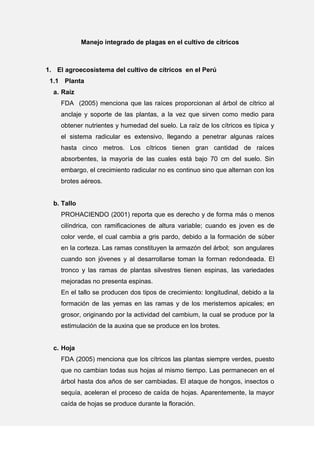 Manejo integrado de plagas en el cultivo de cítricos
1. El agroecosistema del cultivo de cítricos en el Perú
1.1 Planta
a. Raíz
FDA (2005) menciona que las raíces proporcionan al árbol de cítrico al
anclaje y soporte de las plantas, a la vez que sirven como medio para
obtener nutrientes y humedad del suelo. La raíz de los cítricos es típica y
el sistema radicular es extensivo, llegando a penetrar algunas raíces
hasta cinco metros. Los cítricos tienen gran cantidad de raíces
absorbentes, la mayoría de las cuales está bajo 70 cm del suelo. Sin
embargo, el crecimiento radicular no es continuo sino que alternan con los
brotes aéreos.
b. Tallo
PROHACIENDO (2001) reporta que es derecho y de forma más o menos
cilíndrica, con ramificaciones de altura variable; cuando es joven es de
color verde, el cual cambia a gris pardo, debido a la formación de súber
en la corteza. Las ramas constituyen la armazón del árbol; son angulares
cuando son jóvenes y al desarrollarse toman la forman redondeada. El
tronco y las ramas de plantas silvestres tienen espinas, las variedades
mejoradas no presenta espinas.
En el tallo se producen dos tipos de crecimiento: longitudinal, debido a la
formación de las yemas en las ramas y de los meristemos apicales; en
grosor, originando por la actividad del cambium, la cual se produce por la
estimulación de la auxina que se produce en los brotes.
c. Hoja
FDA (2005) menciona que los cítricos las plantas siempre verdes, puesto
que no cambian todas sus hojas al mismo tiempo. Las permanecen en el
árbol hasta dos años de ser cambiadas. El ataque de hongos, insectos o
sequía, aceleran el proceso de caída de hojas. Aparentemente, la mayor
caída de hojas se produce durante la floración.
 