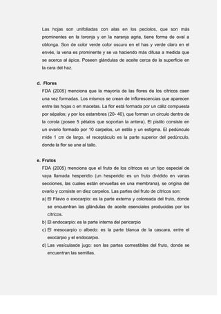Las hojas son unifoliadas con alas en los peciolos, que son más
prominentes en la toronja y en la naranja agria, tiene forma de oval a
oblonga. Son de color verde color oscuro en el has y verde claro en el
envés, la vena es prominente y se va haciendo más difusa a medida que
se acerca al ápice. Poseen glándulas de aceite cerca de la superficie en
la cara del haz.
d. Flores
FDA (2005) menciona que la mayoría de las flores de los cítricos caen
una vez formadas. Los mismos se crean de inflorescencias que aparecen
entre las hojas o en macetas. La flor está formada por un cáliz compuesta
por sépalos; y por los estambres (20- 40), que forman un circulo dentro de
la corola (posee 5 pétalos que soportan la antera). El pistilo consiste en
un ovario formado por 10 carpelos, un estilo y un estigma. El pedúnculo
mide 1 cm de largo, el receptáculo es la parte superior del pedúnculo,
donde la flor se une al tallo.
e. Frutos
FDA (2005) menciona que el fruto de los cítricos es un tipo especial de
vaya llamada hesperidio (un hesperidio es un fruto dividido en varias
secciones, las cuales están envueltas en una membrana), se origina del
ovario y consiste en diez carpelos. Las partes del fruto de cítricos son:
a) El Flavio o exocarpio: es la parte externa y coloreada del fruto, donde
se encuentran las glándulas de aceite esenciales producidas por los
cítricos.
b) El endocarpio: es la parte interna del pericarpio
c) El mesocarpio o albedo: es la parte blanca de la cascara, entre el
exocarpio y el endocarpio.
d) Las vesículasde jugo: son las partes comestibles del fruto, donde se
encuentran las semillas.
 