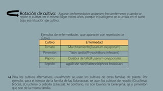 Rotación de cultivo: Algunas enfermedades aparecen frecuentemente cuando se
repite el cultivo, en el mismo lugar varios años, porque el patógeno se acumula en el suelo
bajo esa situación de cultivo.
Cultivo Enfermedad
Tomate Marchitamiento(Fusarium oxysporum)
Pimentón Tizón tardío(Phytophthora infestans)
Pepino Quiebra de tallo(Fusarium oxysporum)
Repollo Agalla de raíz(Plasmodiophora brassicae)
Ejemplos de enfermedades que aparecen con repetición de
cultivo.
 Para los cultivos alternativos, usualmente se usan los cultivos de otras familias de planta. Por
ejemplo, para el tomate de la familia de las Solanaceas, se usan los cultivos de repollo (Crucífera),
brócoli, (Crucífera) o cebolla (Liliacea). Al contrario, no son buenos la berenjena, ají y pimentón
que son de la misma familia.
 