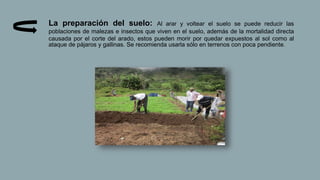 La preparación del suelo: Al arar y voltear el suelo se puede reducir las
poblaciones de malezas e insectos que viven en el suelo, además de la mortalidad directa
causada por el corte del arado, estos pueden morir por quedar expuestos al sol como al
ataque de pájaros y gallinas. Se recomienda usarla sólo en terrenos con poca pendiente.
 