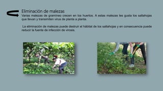 Eliminación de malezas
Varias malezas de gramíneo crecen en los huertos. A estas malezas les gusta los saltahojas
que llevan y transimiten virus de planta a planta.
La eliminación de malezas puede destruir el hábitat de los saltahojas y en consecuencia puede
reducir la fuente de infección de virosis.
 