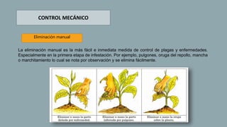 CONTROL MECÁNICO
Eliminación manual
La eliminación manual es la más fácil e inmediata medida de control de plagas y enfermedades.
Especialmente en la primera etapa de infestación. Por ejemplo, pulgones, oruga del repollo, mancha
o marchitamiento lo cual se nota por observación y se elimina fácilmente.
 