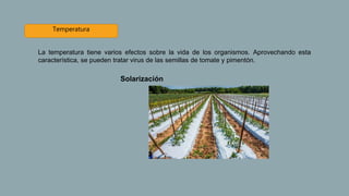 Temperatura
La temperatura tiene varios efectos sobre la vida de los organismos. Aprovechando esta
característica, se pueden tratar virus de las semillas de tomate y pimentón.
Solarización
 