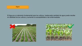 Agua
El Agua es un elemento fundamental para los cultivos. Inadecuada cantidad de agua puede resultar
en debilidad de los cultivos y aumentar la susceptibilidad a las enfermedades.
 