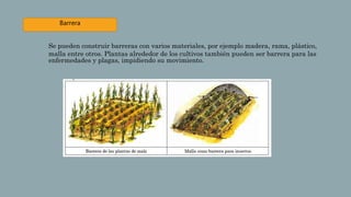 Barrera
Se pueden construir barreras con varios materiales, por ejemplo madera, rama, plástico,
malla entre otros. Plantas alrededor de los cultivos también pueden ser barrera para las
enfermedades y plagas, impidiendo su movimiento.
 