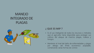 ¿ QUE ES MIP ?
• Es el uso inteligente de todos los recursos o métodos
que el agricultor tiene disponible para proteger sus
cultivos del ataque de insectos plagas, maleza y
hongos.
• Mantener el nivel del daño de enfermedades y plagas
por debajo del límite económico aceptable,
combinando varias formas de control.
MANEJO
INTEGRADODE
PLAGAS
 