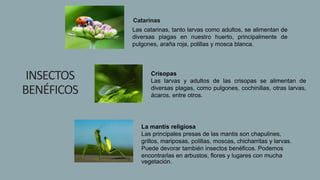 Catarinas
Las catarinas, tanto larvas como adultos, se alimentan de
diversas plagas en nuestro huerto, principalmente de
pulgones, araña roja, polillas y mosca blanca.
INSECTOS
BENÉFICOS
Crisopas
Las larvas y adultos de las crisopas se alimentan de
diversas plagas, como pulgones, cochinillas, otras larvas,
ácaros, entre otros.
La mantis religiosa
Las principales presas de las mantis son chapulines,
grillos, mariposas, polillas, moscas, chicharritas y larvas.
Puede devorar también insectos benéficos. Podemos
encontrarlas en arbustos, flores y lugares con mucha
vegetación.
 