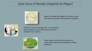 ¿Qué busca el Manejo Integrado de Plagas?
Bajar la cantidad de plagas en el cultivo, para
que estos no puedan causar daño a la planta.
Disminuir el uso de plaguicidas, convirtiendo a
estos productos en la ultima opción para la
protección de cultivos.
Evitar daños a la salud del productor y
consumidor, además de proteger el medio
ambiente.
 