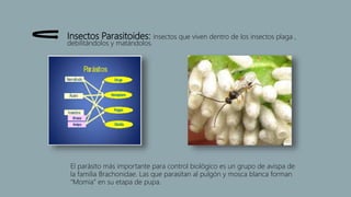 Insectos Parasitoides: insectos que viven dentro de los insectos plaga ,
debilitándolos y matándolos.
El parásito más importante para control biológico es un grupo de avispa de
la familia Brachonidae. Las que parasitan al pulgón y mosca blanca forman
“Momia” en su etapa de pupa.
 