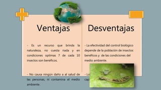Ventajas
- Es un recurso que brinda la
naturaleza, no cuesta nada y en
condiciones optimas 7 de cada 10
insectos son benéficos.
- No causa ningún daño a al salud de
las personas, ni contamina el medio
ambiente.
Desventajas
- La efectividad del control biológico
depende de la población de insectos
benéficos y de las condiciones del
medio ambiente.
- Los insectos benéficos tienen poca
capacidad para reproducirse.
 