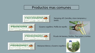 Damping off, Cenicilla y tizon temprano y
tardío.
Gusano cogollero, Polilla de repollo.
Picudo de banano, Petillas, Piqui piqui y Loritos.
Mariposa blanca y Gusano cogollero.
Productos mas comunes
 