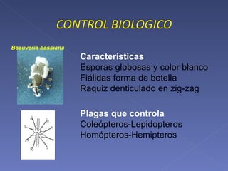 Plagas que controla Coleópteros-Lepidopteros Homópteros-Hemipteros Características Esporas globosas y color blanco Fiálidas forma de botella Raquiz denticulado en zig-zag Beauveria bassiana 