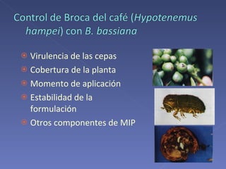 Virulencia de las cepas Cobertura de la planta Momento de aplicación Estabilidad de la formulación Otros componentes de MIP 