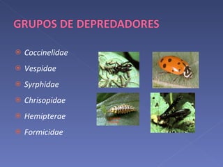 Coccinelidae  Vespidae  Syrphidae  Chrisopidae  Hemipterae Formicidae Vespido Polistes Larva de crysopa 