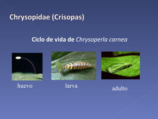 Ciclo de vida de  Chrysoperla carnea huevo larva adulto 