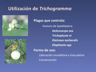 Plagas que controla: Huevos de lepidóptera: Helicoverpa zea Trichoplusia ni Diatraea sacharalis Diaphania  spp Forma de uso:   Liberación inundativa e inoculativa   Conservación 