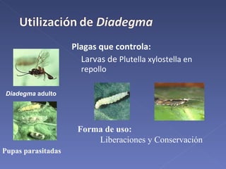 Plagas que controla: Larvas de  Plutella xylostella en repollo Diadegma  adulto Pupas parasitadas Forma de uso: Liberaciones y Conservación 