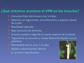 Consumo foliar disminuye a los 3-4 días Manchas en tegumento, amarillamiento y aspecto oleoso de la piel Movilidad reducida Bajo consumo de alimento Insectos quedan colgando en parte superior de la planta Tegumento se oscurece y rompe liberando líquido rico en poliedros Mortalidad ocurre a los 7-11 días Adultos sobrevivientes alteran  su  proceso reproductivo 