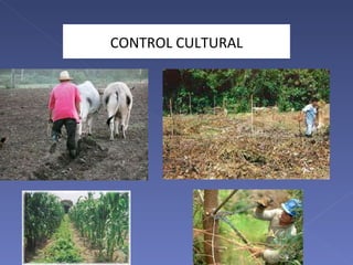 CONTROL CULTURAL 