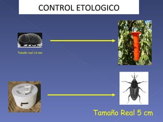 Tamaño real 1.6 mm Tamaño Real 5 cm CONTROL ETOLOGICO 