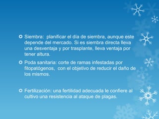  Siembra: planificar el día de siembra, aunque este
depende del mercado. Si es siembra directa lleva
una desventaja y por trasplante, lleva ventaja por
tener altura.
 Poda sanitaria: corte de ramas infestadas por
fitopatógenos, con el objetivo de reducir el daño de
los mismos.
 Fertilización: una fertilidad adecuada le confiere al
cultivo una resistencia al ataque de plagas.

 