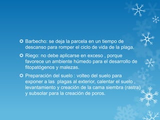  Barbecho: se deja la parcela en un tiempo de
descanso para romper el ciclo de vida de la plaga.
 Riego: no debe aplicarse en exceso , porque
favorece un ambiente húmedo para el desarrollo de
fitopatógenos y malezas.
 Preparación del suelo : volteo del suelo para
exponer a las plagas al exterior, calentar el suelo ,
levantamiento y creación de la cama siembra (rastra)
y subsolar para la creación de poros.

 
