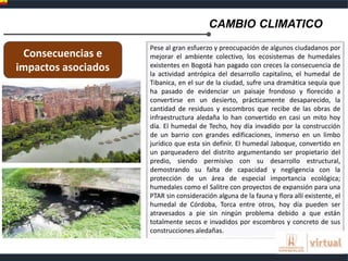 CAMBIO CLIMATICO
Pese al gran esfuerzo y preocupación de algunos ciudadanos por
mejorar el ambiente colectivo, los ecosistemas de humedales
existentes en Bogotá han pagado con creces la consecuencia de
la actividad antrópica del desarrollo capitalino, el humedal de
Tibanica, en el sur de la ciudad, sufre una dramática sequía que
ha pasado de evidenciar un paisaje frondoso y florecido a
convertirse en un desierto, prácticamente desaparecido, la
cantidad de residuos y escombros que recibe de las obras de
infraestructura aledaña lo han convertido en casi un mito hoy
día. El humedal de Techo, hoy día invadido por la construcción
de un barrio con grandes edificaciones, inmerso en un limbo
jurídico que esta sin definir. El humedal Jaboque, convertido en
un parqueadero del distrito argumentando ser propietario del
predio, siendo permisivo con su desarrollo estructural,
demostrando su falta de capacidad y negligencia con la
protección de un área de especial importancia ecológica;
humedales como el Salitre con proyectos de expansión para una
PTAR sin consideración alguna de la fauna y flora allí existente, el
humedal de Córdoba, Torca entre otros, hoy día pueden ser
atravesados a pie sin ningún problema debido a que están
totalmente secos e invadidos por escombros y concreto de sus
construcciones aledañas.
Consecuencias e
impactos asociados
 
