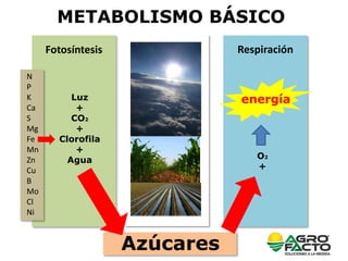 METABOLISMO BÁSICO
Fotosíntesis Respiración
Luz
+
CO2
+
Clorofila
+
Agua
Azúcares
N
P
K
Ca
S
Mg
Fe
Mn
Zn
Cu
B
Mo
Cl
Ni
O2
...