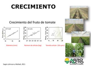 CRECIMIENTO
Crecimiento del fruto de tomate
Diámetro (mm) Número de células (log) Tamaño celular (103 µm2)
Según Johnson y...