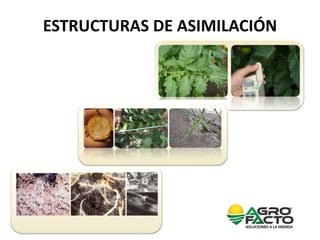 Manejo integrado nutricion agrícola Agrofacto