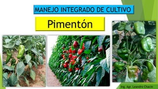 Pimentón
MANEJO INTEGRADO DE CULTIVO
Ing. Agr. Leandro Chacin
 