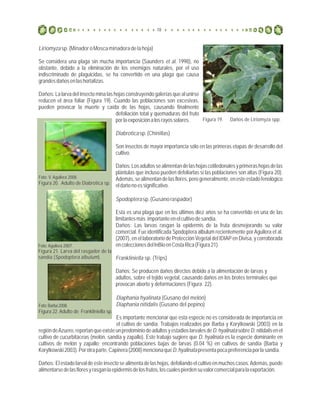 Liriomyzasp.(MinadoroMoscaminadoradelahoja)
Se considera una plaga sin mucha importancia (Saunders et al. 1998), no
obstan...