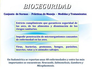 En Sudamérica se reportan unas 40 enfermedades y entre las más
importantes se encuentran: Newcastle, Salmonelosis, Gumboro y
Micoplasmosis.
BIOSEGURIDADBIOSEGURIDAD
Conjunto de Normas - Prácticas de Manejo - Medidas y TratamientosConjunto de Normas - Prácticas de Manejo - Medidas y Tratamientos
 